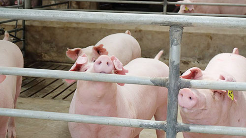 Solution for pig farm