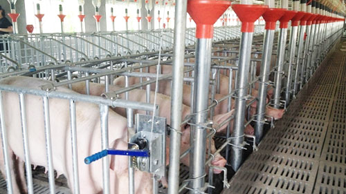 Solution for pig farm