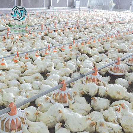 Solution for poultry farm