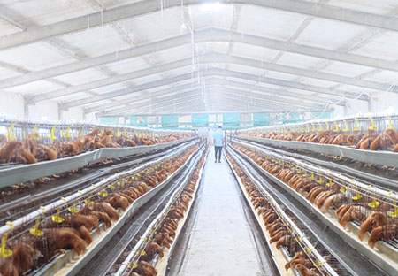 Solution for poultry farm