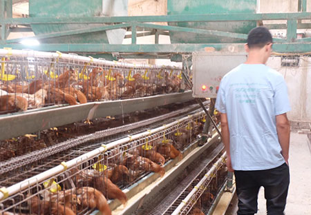 Solution for poultry farm