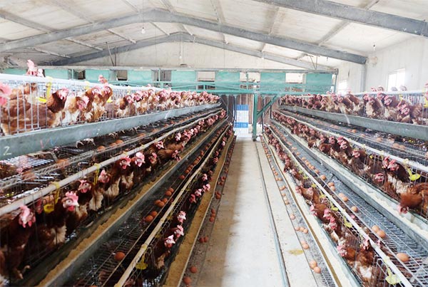 Solution for poultry farm