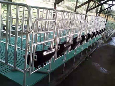 Pig Gestation Stall SH001