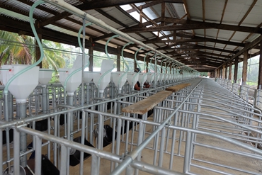 Pig Gestation stall SH002