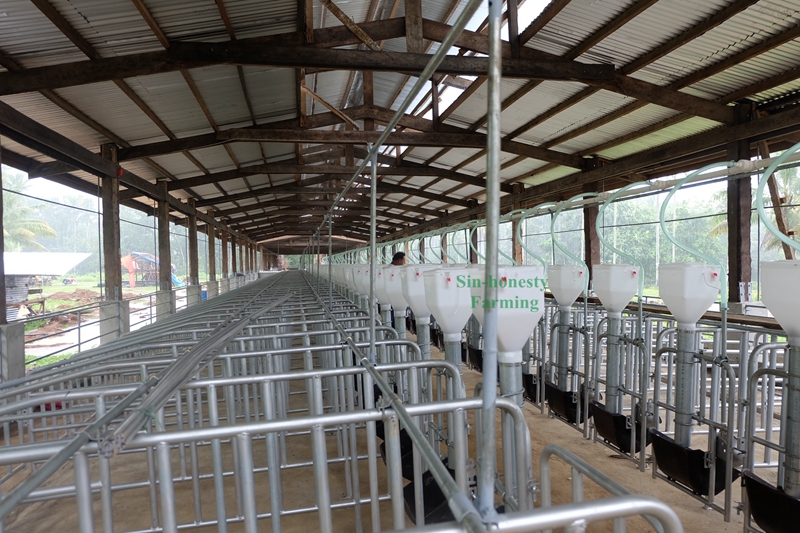Sin-honesty pig farming equipment in Philippines