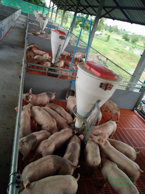 How To Start Pig Farming