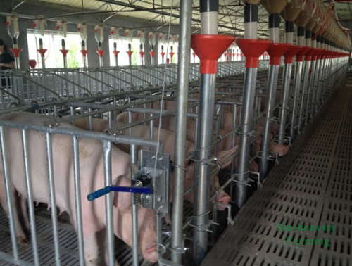 How To Start Pig Farming