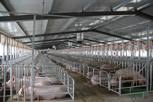 How To Start Pig Farming