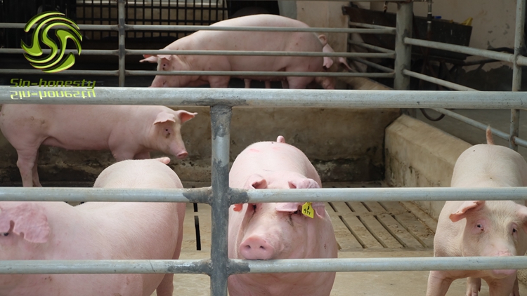 What factors should be considered when raising pigs