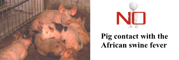 How to prevent African swine fever