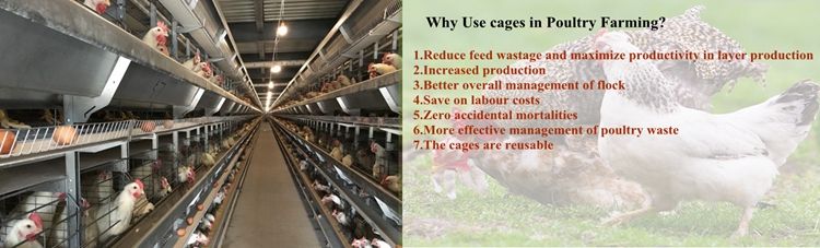 A type layer chicken cage with automatic system