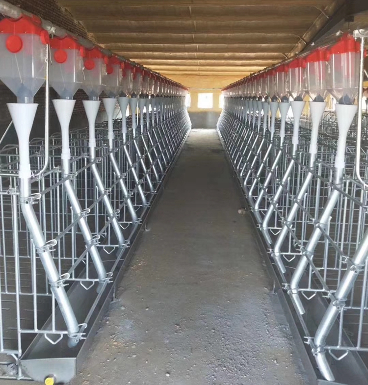 pig farm equipment sows gestation crate sow stalls SH004