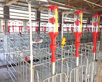 Benefits and effects of pig farm automation feed system application