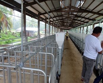 Sin-honesty pig farming equipment in Philippines