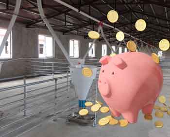 How to plan pig farm automatic feeding line