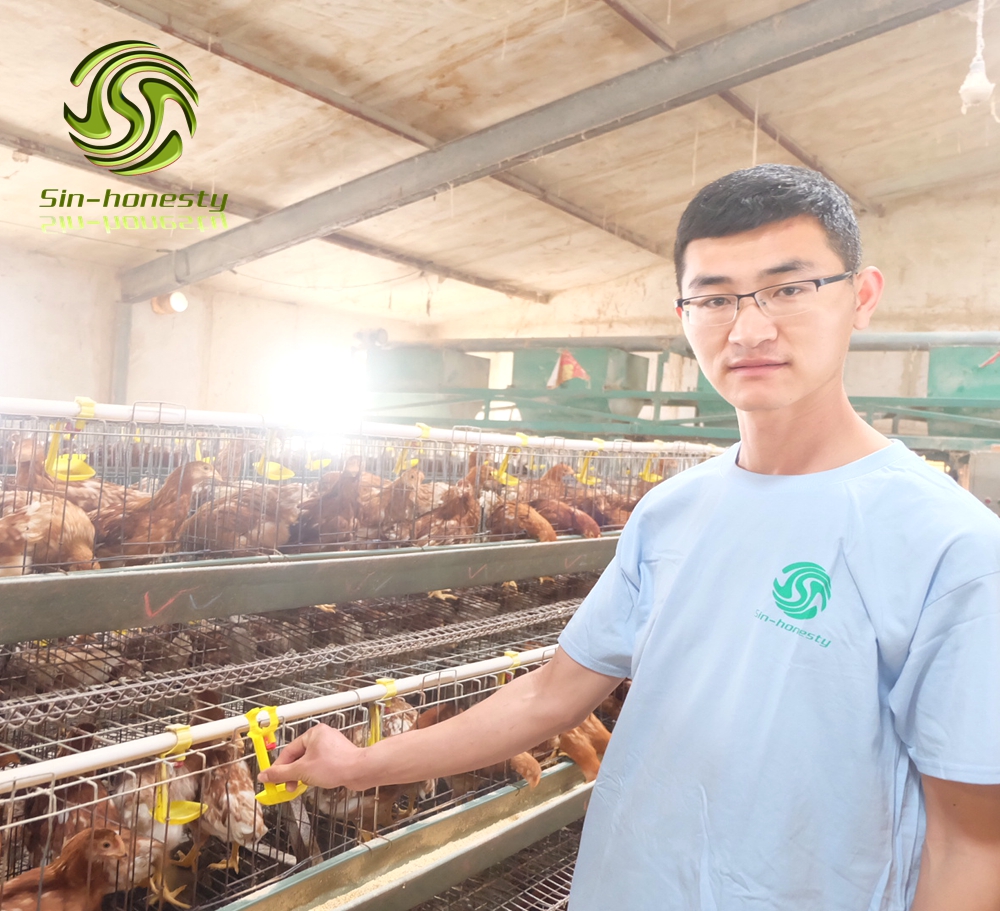 A type layer chicken cage with automatic system 