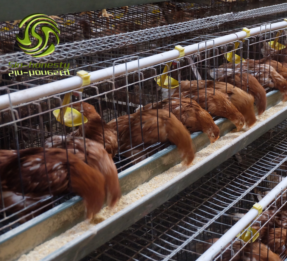 A type layer chicken cage with automatic system 