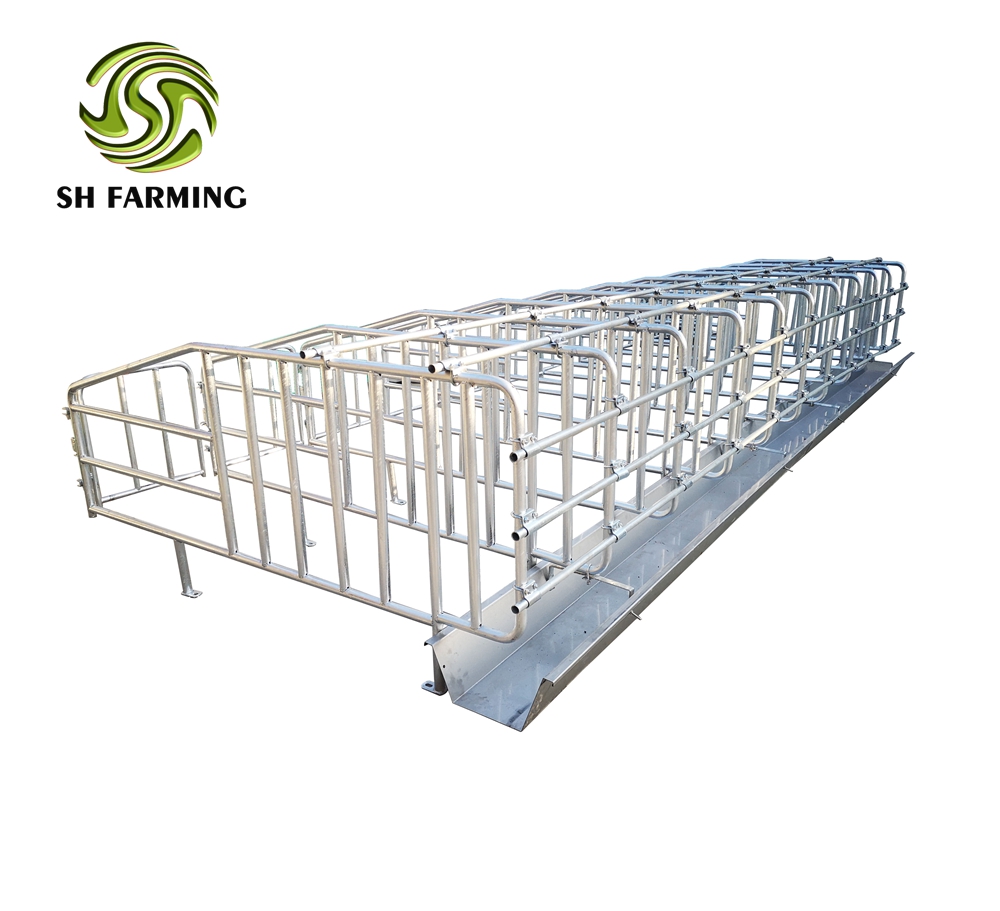 pig farm equipment sows gestation crate sow stalls SH004